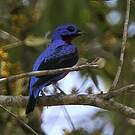 Cotinga de Daubenton