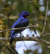 Purple-breasted Cotinga