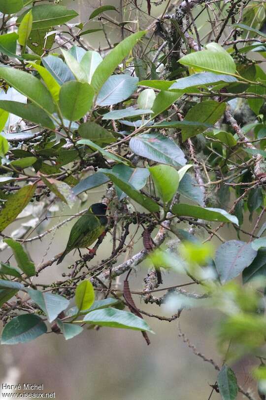 Green-and-black Fruiteater male adult, habitat