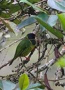 Green-and-black Fruiteater