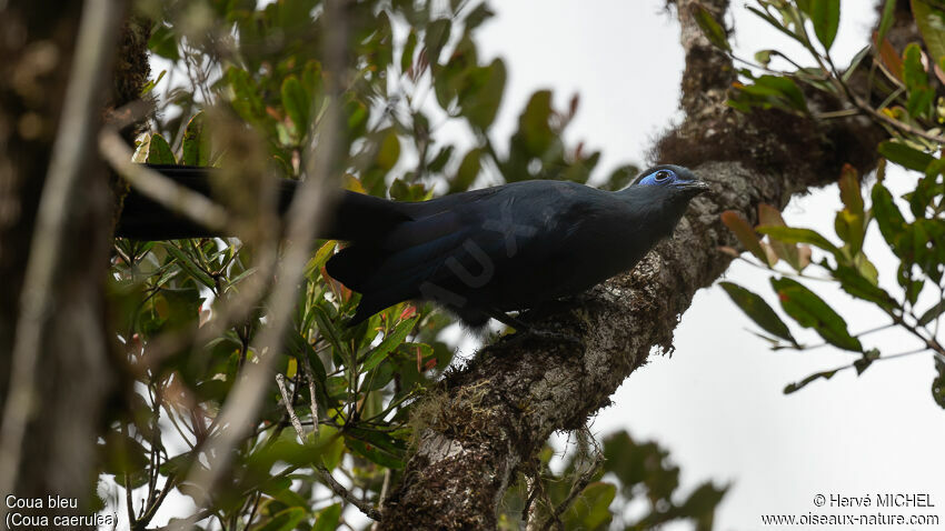 Coua bleu