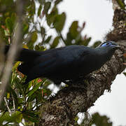 Blue Coua