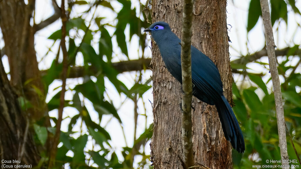 Coua bleuadulte