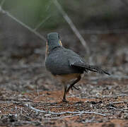 Running Coua