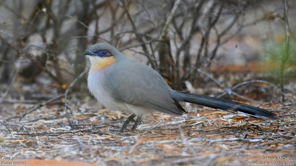 Running Coua