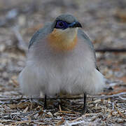 Running Coua
