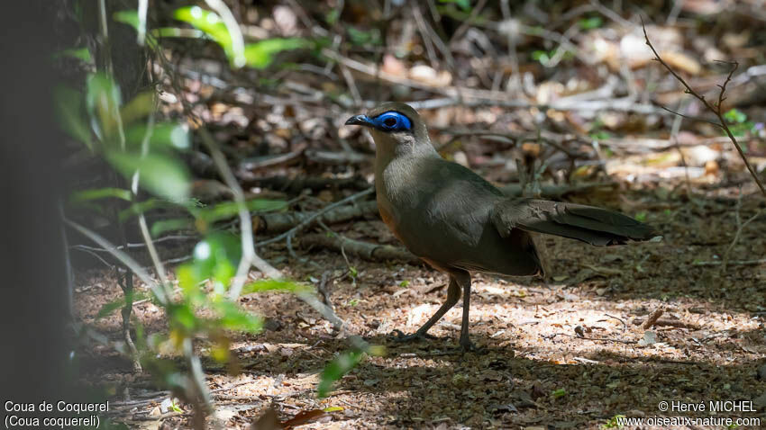 Coua de Coquereladulte