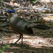 Coquerel's Coua