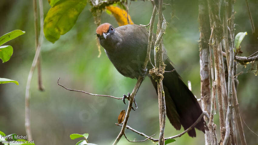 Red-fronted Couaadult, Behaviour