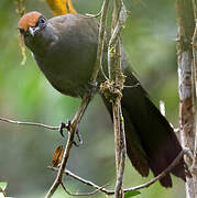 Red-fronted Coua