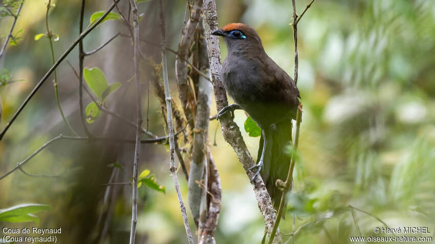 Coua de Reynaud