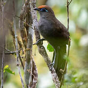 Red-fronted Coua