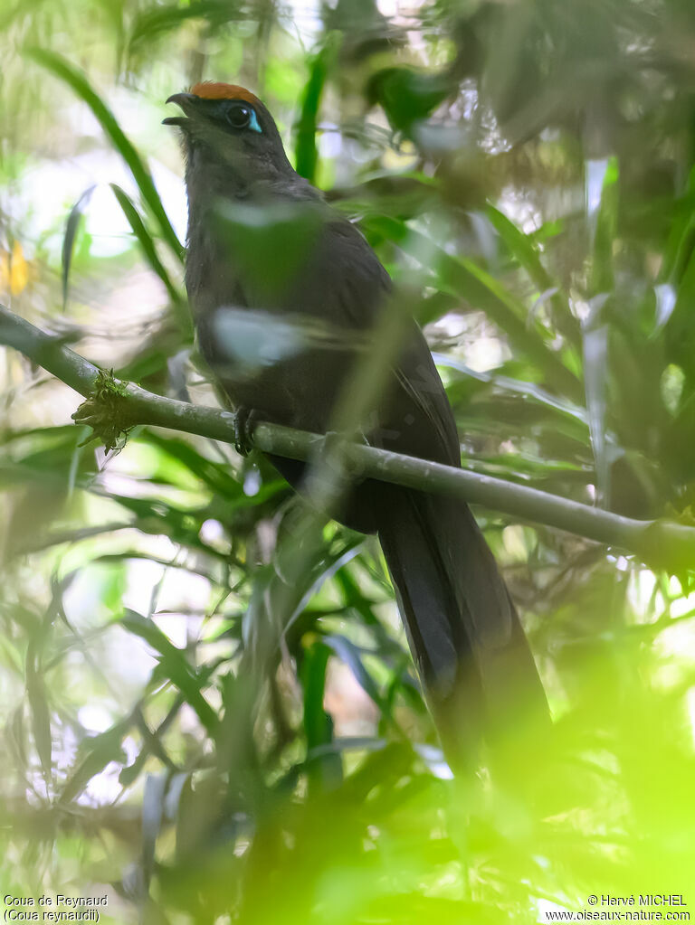 Coua de Reynaud