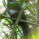Coua de Reynaud