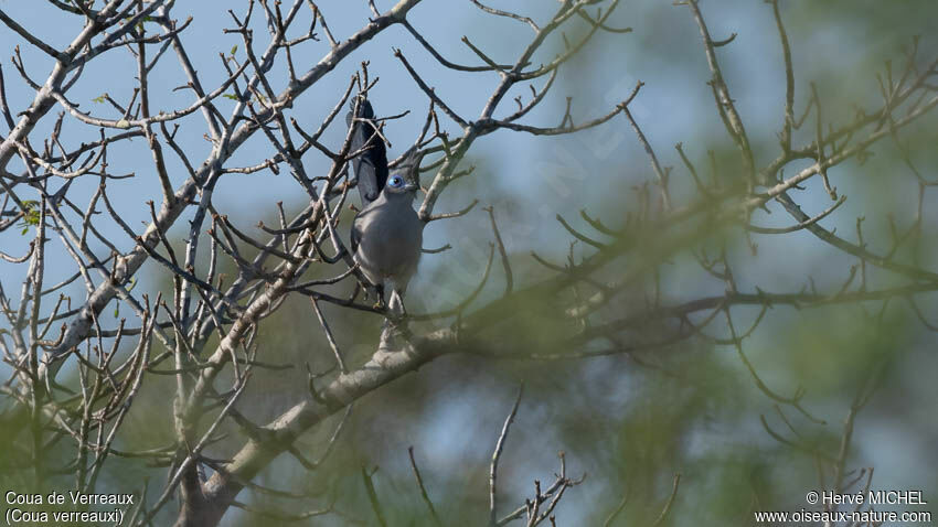 Verreaux's Coua