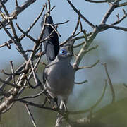 Verreaux's Coua