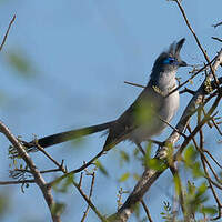 Coua de Verreaux