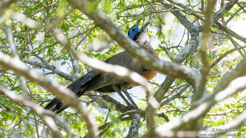 Giant Coua male adult