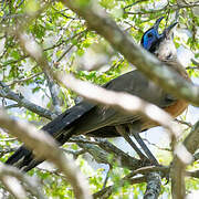 Giant Coua