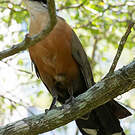 Coua géant