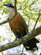 Giant Coua