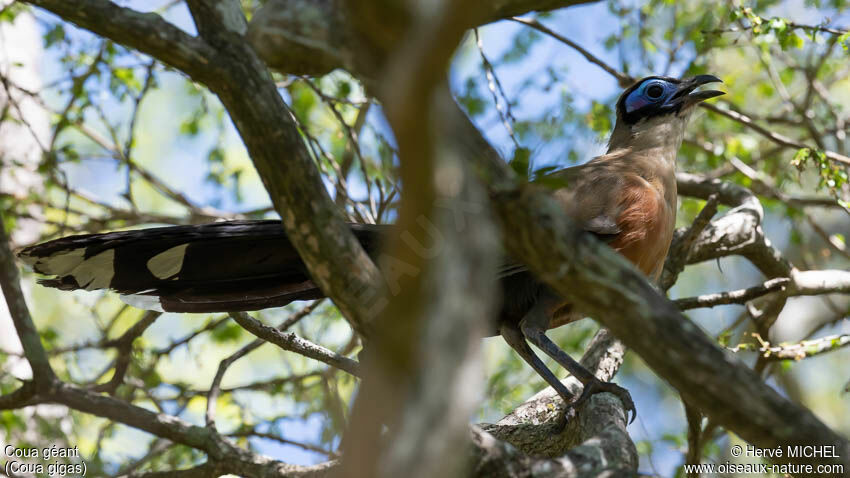 Giant Coua male adult