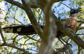 Giant Coua