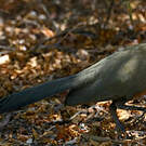 Coua géant
