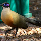 Coua géant