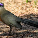 Coua géant