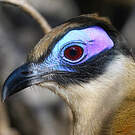 Coua géant