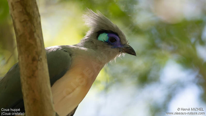 Coua huppéadulte