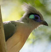 Crested Coua