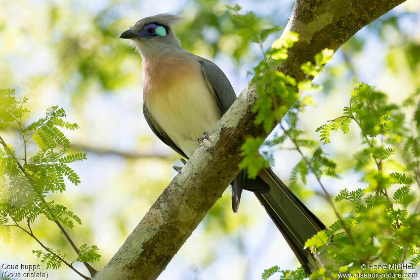 Coua huppéadulte