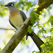 Crested Coua