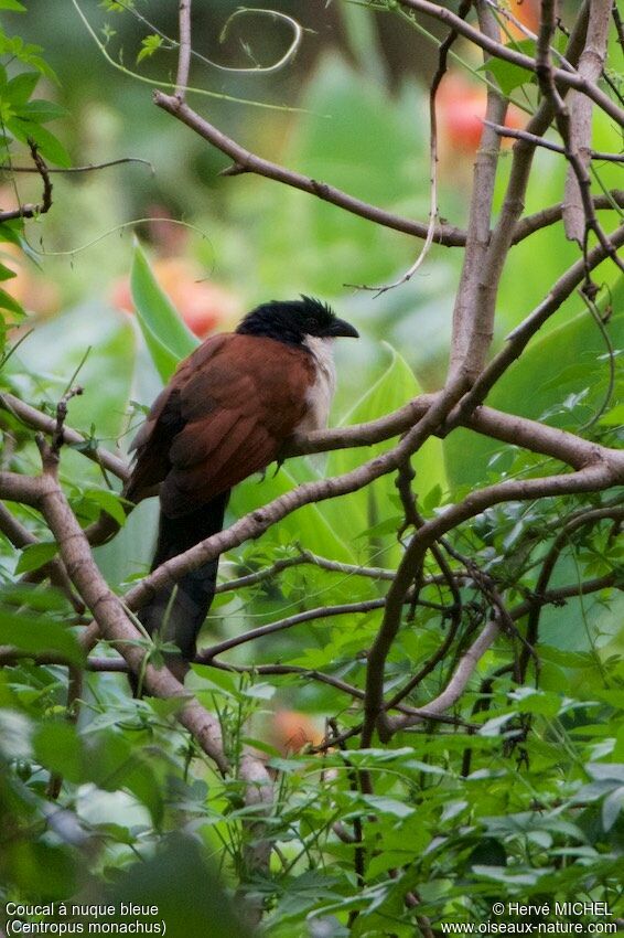 Blue-headed Coucal