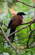 Blue-headed Coucal