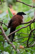 Coucal à nuque bleue