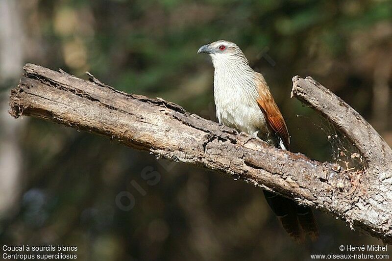White-browed Coucaladult