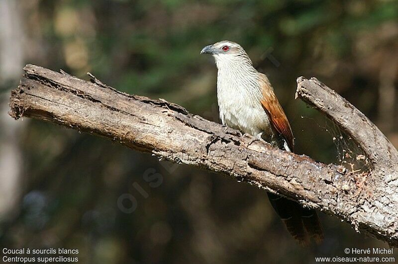 Coucal à sourcils blancsadulte