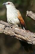 White-browed Coucal