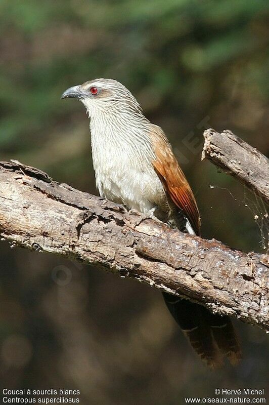 Coucal à sourcils blancsadulte