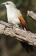 Coucal à sourcils blancs