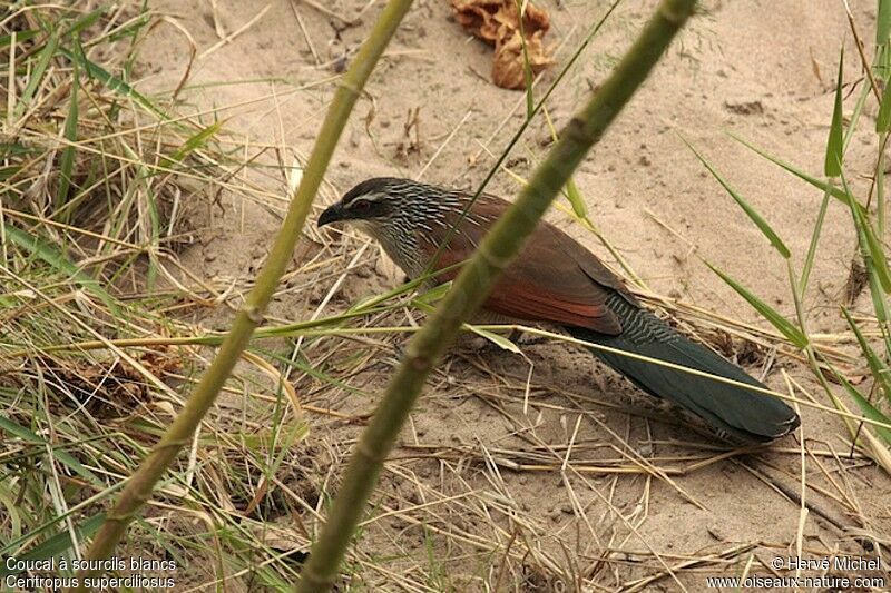 Coucal à sourcils blancsadulte