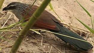 White-browed Coucal