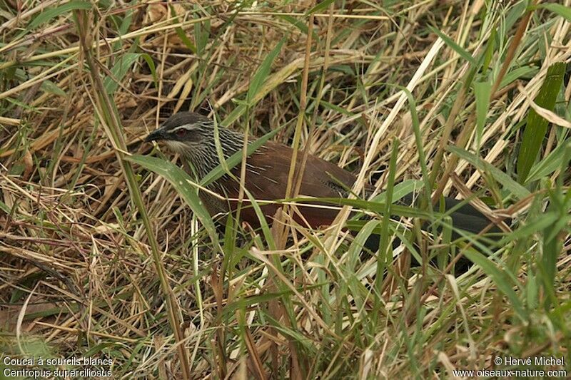 Coucal à sourcils blancsadulte