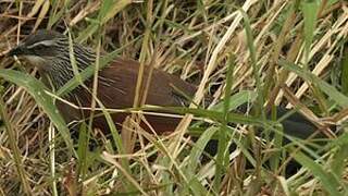 White-browed Coucal