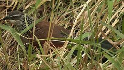 Coucal à sourcils blancs