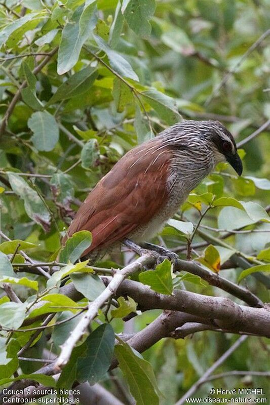 Coucal à sourcils blancs mâle adulte nuptial