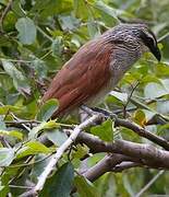 White-browed Coucal